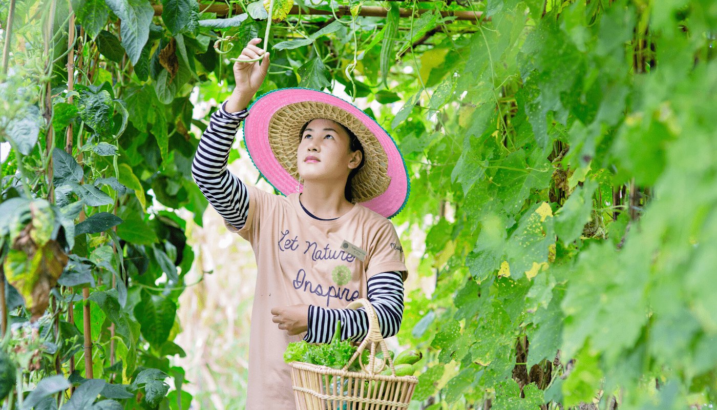 A gardener harvesting fresh vegetables on the organic farm